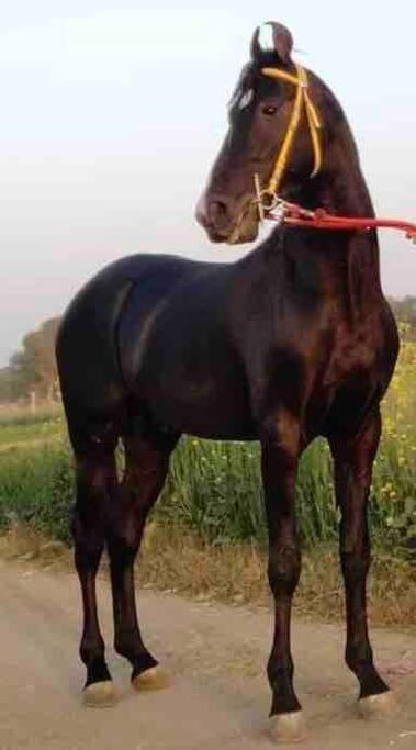 Narsinge Mars Jungle Adventure Stud Farm With Private Jacuzzi 빌라 외부 사진