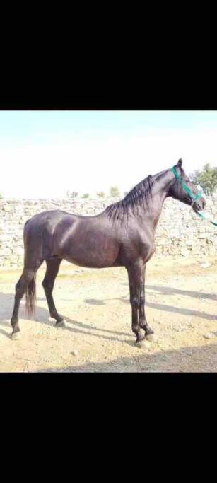 Narsinge Mars Jungle Adventure Stud Farm With Private Jacuzzi 빌라 외부 사진