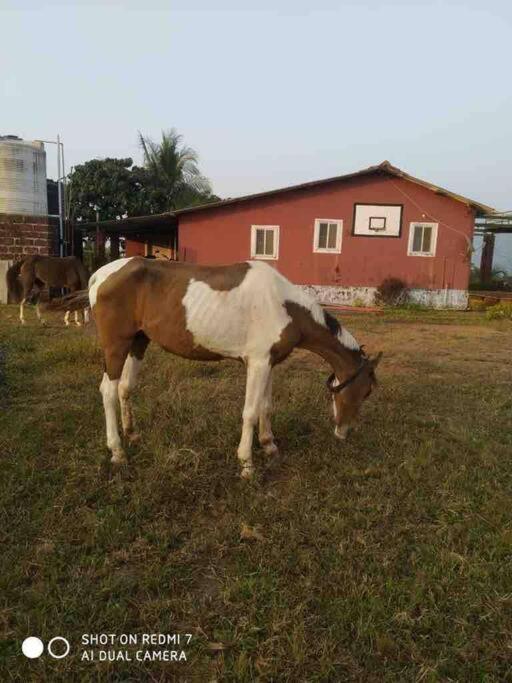 Narsinge Mars Jungle Adventure Stud Farm With Private Jacuzzi 빌라 외부 사진